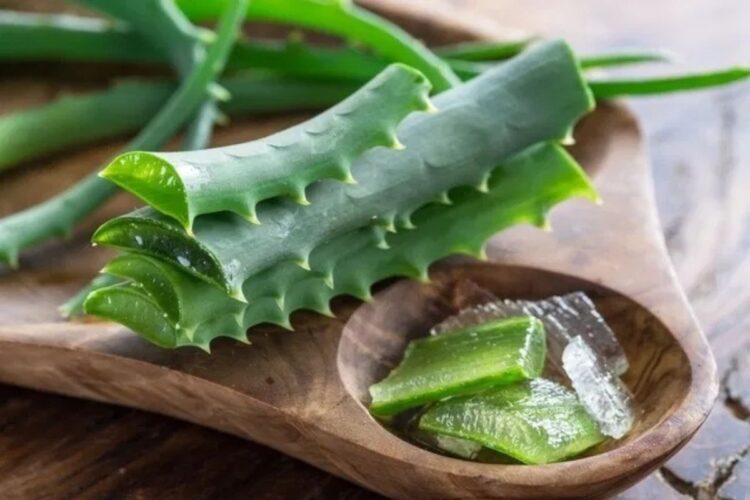 hello telugu - aloe vera interesting Benefits